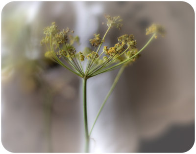  Fennel