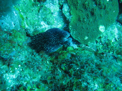 IMG_5404_SpottedMoray.JPG