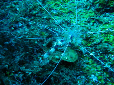 IMG_5407_BandedCoralShrimp.JPG
