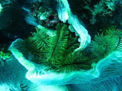 IMG_5414_Feathers.JPG
