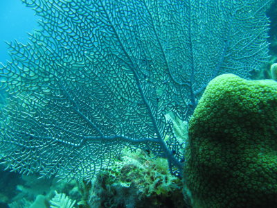 IMG_5416_SeaFan.JPG