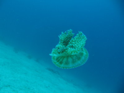 IMG_5424_UpsideDownJellyfish.JPG