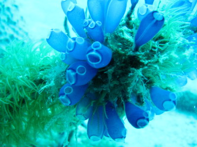 IMG_5437_BluebellSeqSquirts.JPG