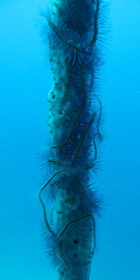 IMG_5441_BrittleStars_crop.jpg