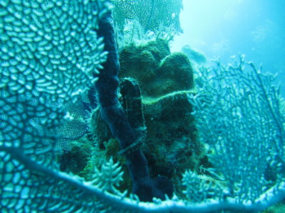IMG_5448_BlackSeaHorse.JPG