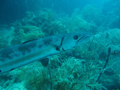 IMG_5451_Barracuda.JPG