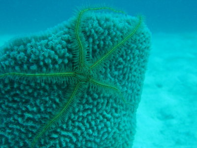 IMG_5472_YellowBrittleStar.JPG