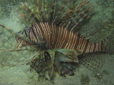 IMG_5501_Lionfish.JPG
