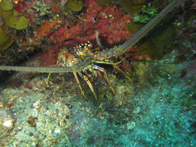 IMG_5539_Lobster.JPG