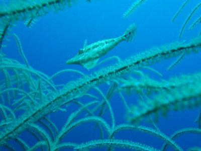 IMG_5566_BabyFileFish.JPG