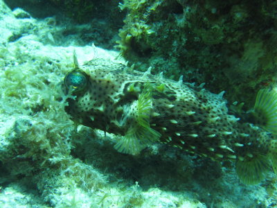 IMG_5590_Pufferfish.JPG