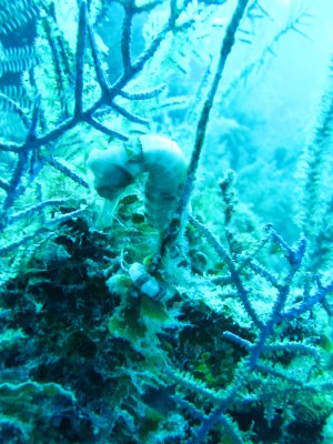IMG_5605_WhiteSeaHorse.JPG