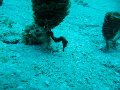 IMG_5644_BabySeaHorse.JPG