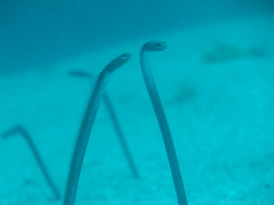 IMG_5650_GardenEels.JPG