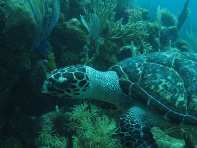 IMG_5661_HawksbillSeaTurtle.JPG