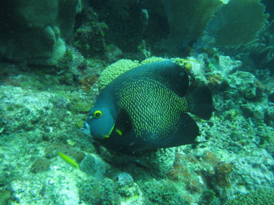 IMG_5667_FrenchAngel.JPG
