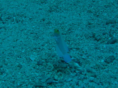 IMG_6010_JawFish.JPG