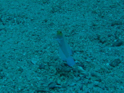 IMG_6010_JawFish.JPG