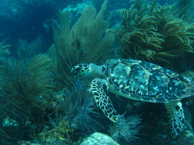 IMG_6035_SeaTurtle.JPG