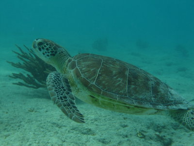 IMG_6564_SeaTurtle.JPG