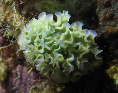 IMG_6651_LettuceLeafSeaSlug_crop.JPG