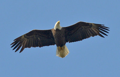 Eagle Overhead_3381.jpg