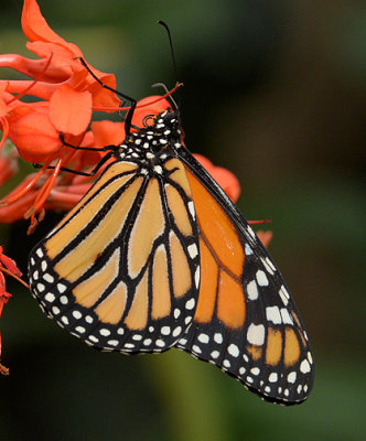 Monarch_3840.jpg