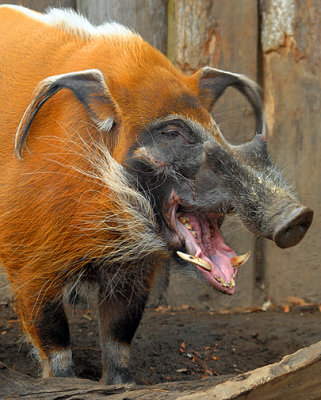 Red River Boar_1194.jpg