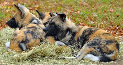 Wild Dogs_1151.jpg