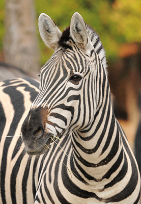 Zebra_1140.jpg