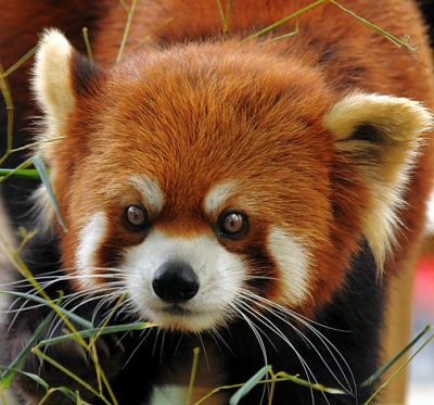 Red Panda_1222.jpg