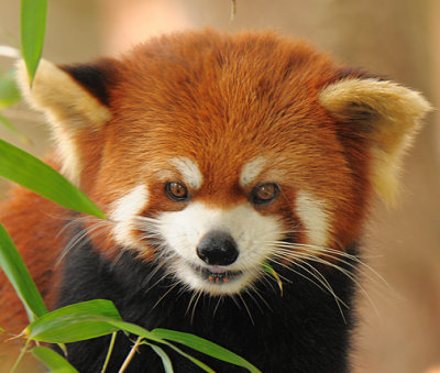 Red Panda_1328.jpg