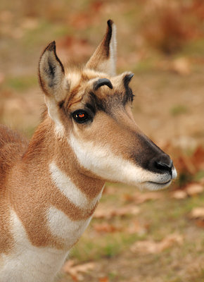 Pronghorn_1605.jpg