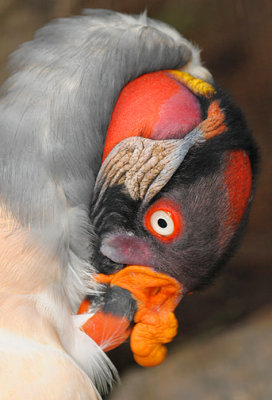 King Vulture_1386.jpg