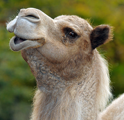 Joe Camel_1210.jpg