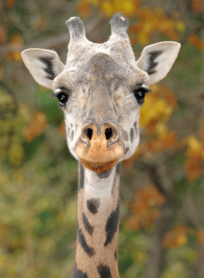 Giraffe_1406.jpg