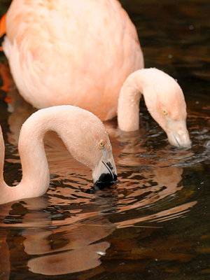 Flamingoes_1373.jpg