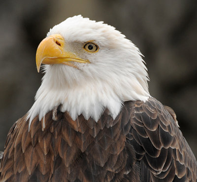 Bald Eagle_1466.jpg