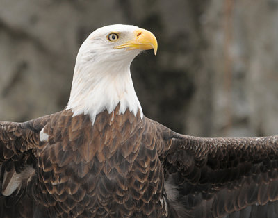 Bald Eagle_1481.jpg