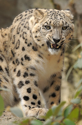 Snow Leopard