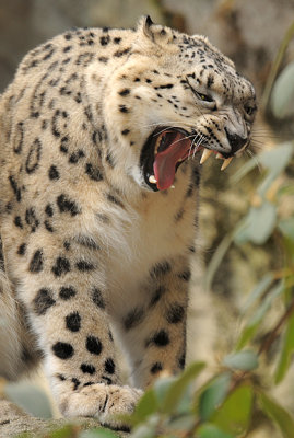 Not a Happy Cat_1523.jpg