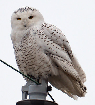Snowy Owl_5185.jpg