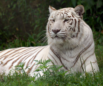 White Tiger_7322.jpg