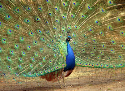Peacock_7307.jpg