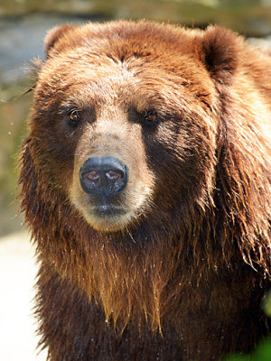 Grizzly_5067.jpg