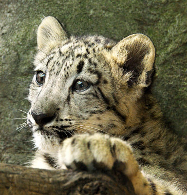 Leopard Cub_5153.jpg