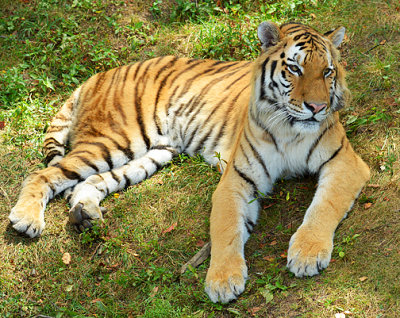 Tiger_4970.jpg