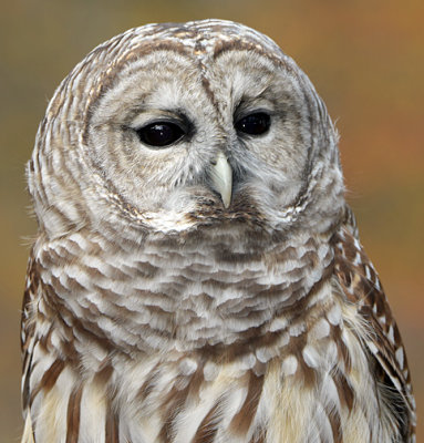 Barred Owl_4094.jpg