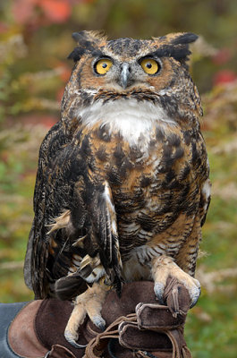 Great Horned Owl_3904.jpg