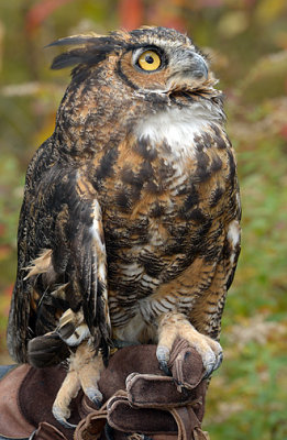 Great Horned Owl_3909.jpg